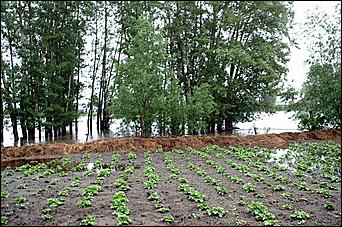 4 июня 2007 г. Затон   Вода наступает