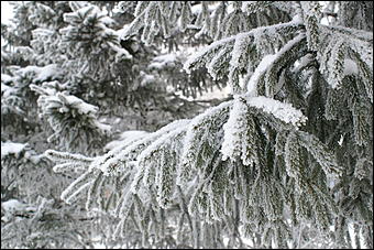 8 декабря 2007 г., Барнаул   Сказочная зима в Барнауле