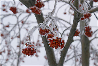 8 декабря 2007 г., Барнаул   Сказочная зима в Барнауле