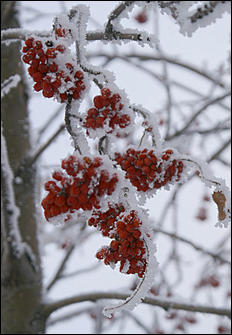 8 декабря 2007 г., Барнаул   Сказочная зима в Барнауле