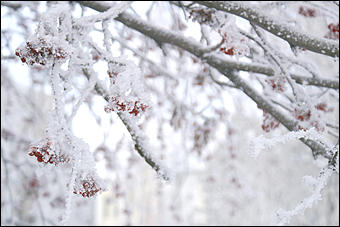 8 декабря 2007 г., Барнаул   Сказочная зима в Барнауле