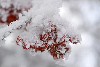 8 декабря 2007 г., Барнаул   Сказочная зима в Барнауле