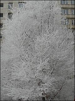 8 декабря 2007 г., Барнаул   Сказочная зима в Барнауле