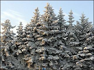 8 декабря 2007 г., Барнаул   Сказочная зима в Барнауле