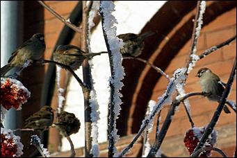 8 декабря 2007 г., Барнаул   Сказочная зима в Барнауле