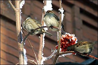 8 декабря 2007 г., Барнаул   Сказочная зима в Барнауле