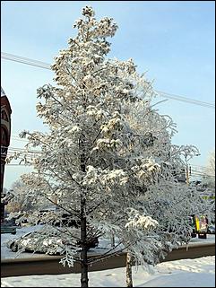 8 декабря 2007 г., Барнаул   Сказочная зима в Барнауле