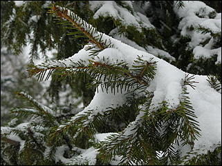 16 апреля 2008 г., Барнаул   Зима вернулась - 2