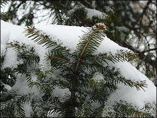 16 апреля 2008 г., Барнаул   Зима вернулась - 2