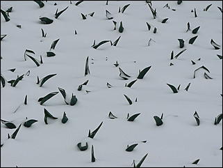 16 апреля 2008 г., Барнаул   Зима вернулась - 2