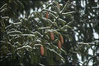 14 ноября 2017 г., Барнаул. Екатерина Смолихина   Привет, сугробы: Барнаул окончательно вступил в период "белой оккупации"