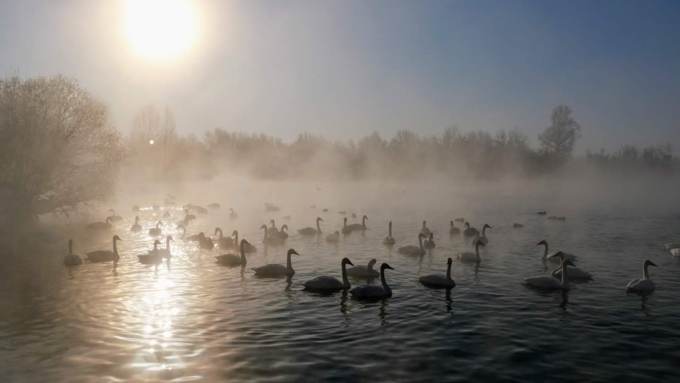 1 декабря 2019 г., Алтайский край   Вкусная еда, огненное шоу и лебеди: как прошла "Алтайская зимовка"-2019