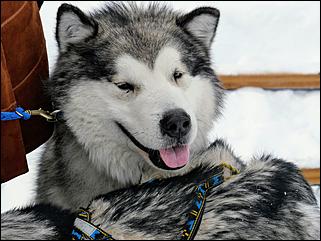 1 декабря 2019 г., Алтайский край   Вкусная еда, огненное шоу и лебеди: как прошла "Алтайская зимовка"-2019