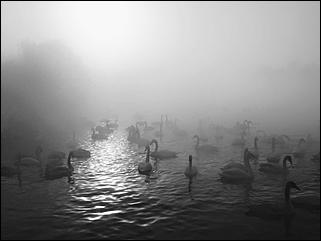 1 декабря 2019 г., Алтайский край   Вкусная еда, огненное шоу и лебеди: как прошла "Алтайская зимовка"-2019