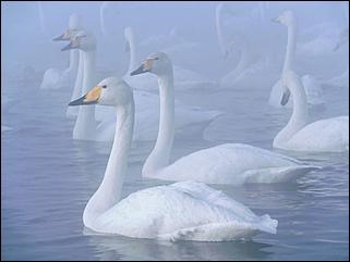 1 декабря 2019 г., Алтайский край   Вкусная еда, огненное шоу и лебеди: как прошла "Алтайская зимовка"-2019