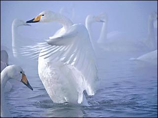 1 декабря 2019 г., Алтайский край   Вкусная еда, огненное шоу и лебеди: как прошла "Алтайская зимовка"-2019