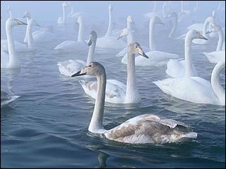 1 декабря 2019 г., Алтайский край   Вкусная еда, огненное шоу и лебеди: как прошла "Алтайская зимовка"-2019