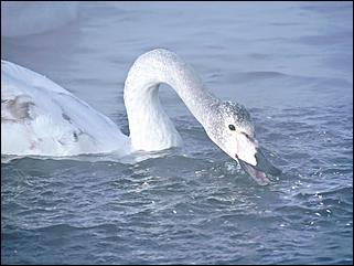 1 декабря 2019 г., Алтайский край   Вкусная еда, огненное шоу и лебеди: как прошла "Алтайская зимовка"-2019