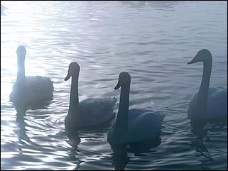 1 декабря 2019 г., Алтайский край   Вкусная еда, огненное шоу и лебеди: как прошла "Алтайская зимовка"-2019