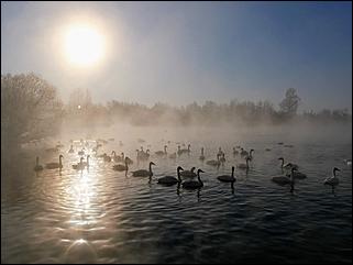 1 декабря 2019 г., Алтайский край   Вкусная еда, огненное шоу и лебеди: как прошла "Алтайская зимовка"-2019