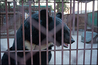 7 июля 2017   В минувшую пятницу в Барнаульском зоопарке, прошла "Ночь Страха".