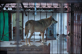 7 июля 2017   В минувшую пятницу в Барнаульском зоопарке, прошла "Ночь Страха".