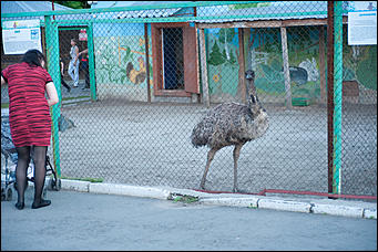 7 июля 2017   В минувшую пятницу в Барнаульском зоопарке, прошла "Ночь Страха".