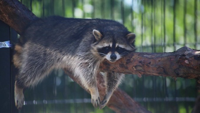8 августа 2019 г., Барнаул. Екатерина Смолихина   Куда бы спрятаться: как в барнаульском зоопарке животные переносят аномальную жару