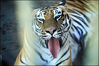 8 августа 2019 г., Барнаул. Екатерина Смолихина   Куда бы спрятаться: как в барнаульском зоопарке животные переносят аномальную жару