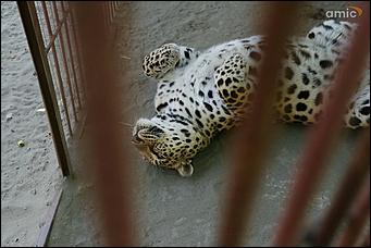 8 августа 2019 г., Барнаул. Екатерина Смолихина   Куда бы спрятаться: как в барнаульском зоопарке животные переносят аномальную жару