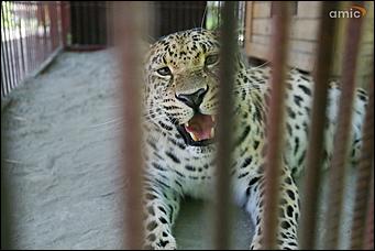 8 августа 2019 г., Барнаул. Екатерина Смолихина   Куда бы спрятаться: как в барнаульском зоопарке животные переносят аномальную жару