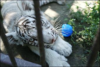 8 августа 2019 г., Барнаул. Екатерина Смолихина   Куда бы спрятаться: как в барнаульском зоопарке животные переносят аномальную жару