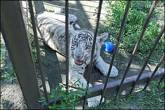 8 августа 2019 г., Барнаул. Екатерина Смолихина   Куда бы спрятаться: как в барнаульском зоопарке животные переносят аномальную жару