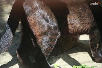 8 августа 2019 г., Барнаул. Екатерина Смолихина   Куда бы спрятаться: как в барнаульском зоопарке животные переносят аномальную жару