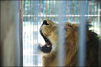 8 августа 2019 г., Барнаул. Екатерина Смолихина   Куда бы спрятаться: как в барнаульском зоопарке животные переносят аномальную жару
