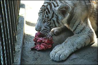 8 августа 2019 г., Барнаул. Екатерина Смолихина   Куда бы спрятаться: как в барнаульском зоопарке животные переносят аномальную жару
