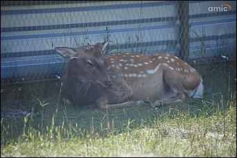 8 августа 2019 г., Барнаул. Екатерина Смолихина   Куда бы спрятаться: как в барнаульском зоопарке животные переносят аномальную жару