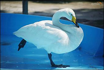 8 августа 2019 г., Барнаул. Екатерина Смолихина   Куда бы спрятаться: как в барнаульском зоопарке животные переносят аномальную жару