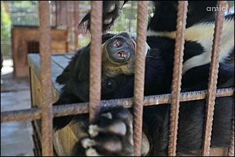 8 августа 2019 г., Барнаул. Екатерина Смолихина   Куда бы спрятаться: как в барнаульском зоопарке животные переносят аномальную жару