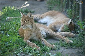 8 августа 2019 г., Барнаул. Екатерина Смолихина   Куда бы спрятаться: как в барнаульском зоопарке животные переносят аномальную жару