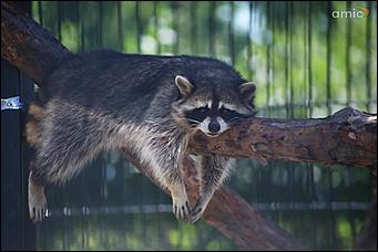 8 августа 2019 г., Барнаул. Екатерина Смолихина   Куда бы спрятаться: как в барнаульском зоопарке животные переносят аномальную жару