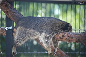 8 августа 2019 г., Барнаул. Екатерина Смолихина   Куда бы спрятаться: как в барнаульском зоопарке животные переносят аномальную жару