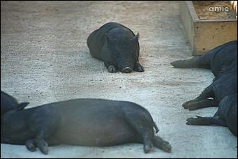 8 августа 2019 г., Барнаул. Екатерина Смолихина   Куда бы спрятаться: как в барнаульском зоопарке животные переносят аномальную жару