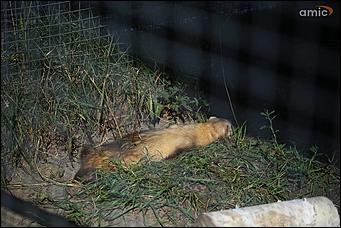 8 августа 2019 г., Барнаул. Екатерина Смолихина   Куда бы спрятаться: как в барнаульском зоопарке животные переносят аномальную жару