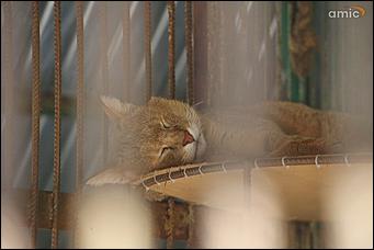 8 августа 2019 г., Барнаул. Екатерина Смолихина   Куда бы спрятаться: как в барнаульском зоопарке животные переносят аномальную жару