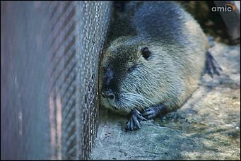 8 августа 2019 г., Барнаул. Екатерина Смолихина   Куда бы спрятаться: как в барнаульском зоопарке животные переносят аномальную жару