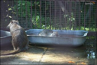 8 августа 2019 г., Барнаул. Екатерина Смолихина   Куда бы спрятаться: как в барнаульском зоопарке животные переносят аномальную жару