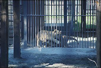 8 августа 2019 г., Барнаул. Екатерина Смолихина   Куда бы спрятаться: как в барнаульском зоопарке животные переносят аномальную жару