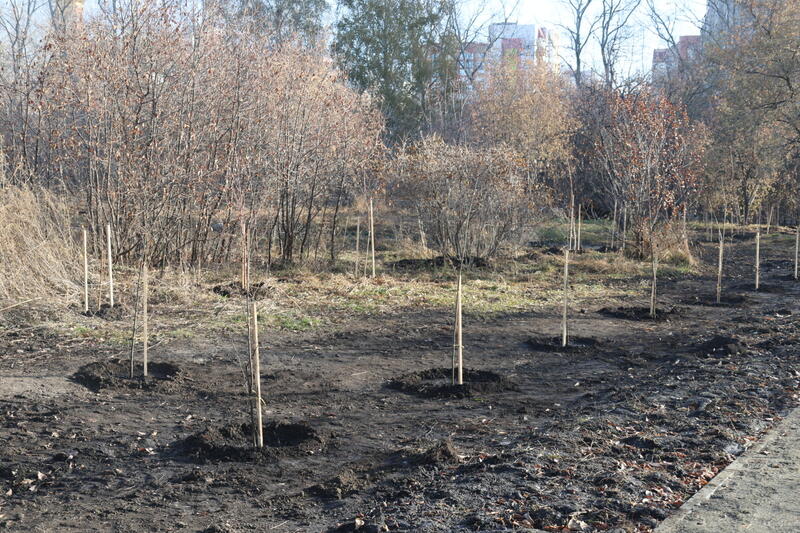 Бывший парк имени Ленина в Барнауле / Фото: amic.ru