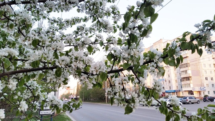 Яблони в цвету. 9 мая 2021 год